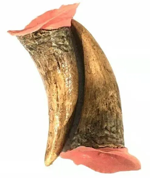 XL Horns – Tinsley Transfers